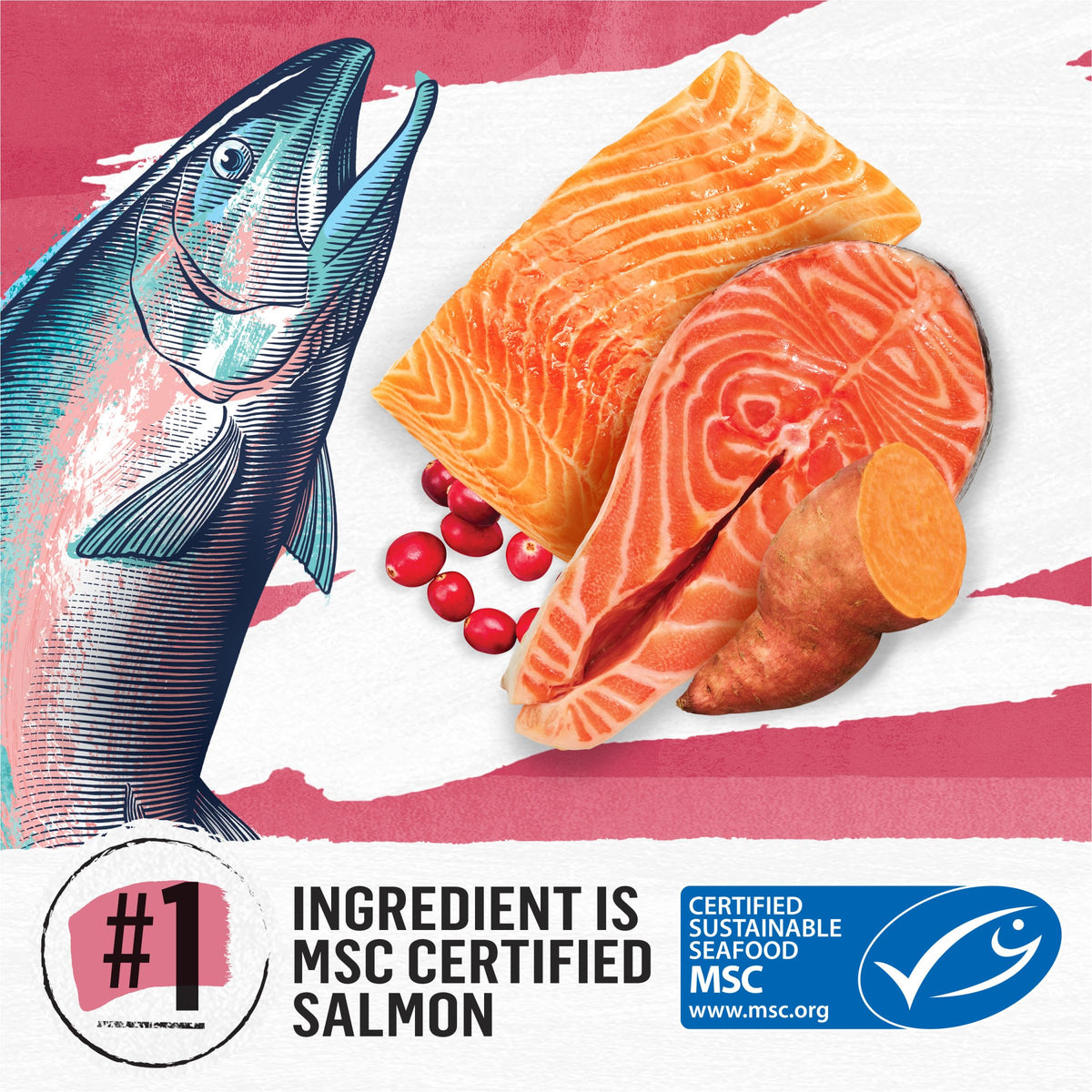 Grain Free Dry Cat Food Salmon, Egg and Sweet Potato Recipe 11 lb. Bag I80960